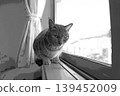 sketch style cat cat cat kijitora gray female female female cat female cat healthy pretty healing 139452009