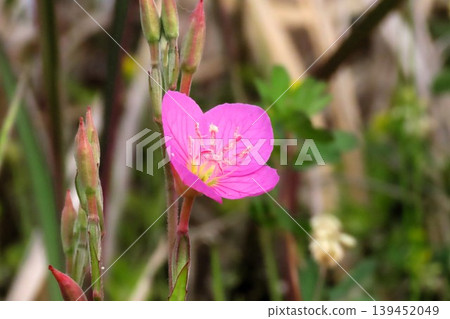 Spring-Summer Wildflowers: Evening Primrose: Pink flowers by the river. Spring-Summer Wildflowers: Evening Primrose: Pink flowers by the river. 139452049