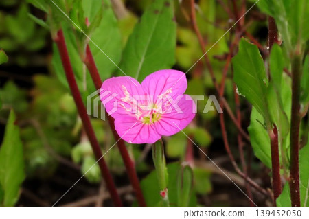 Spring-Summer Wildflowers: Evening Primrose: Pink flowers by the river. Spring-Summer Wildflowers: Evening Primrose: Pink flowers by the river. 139452050