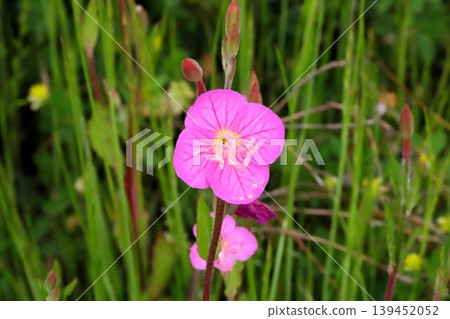 Spring-Summer Wildflowers: Evening Primrose: Pink flowers by the river. Spring-Summer Wildflowers: Evening Primrose: Pink flowers by the river. 139452052