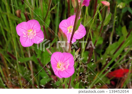 春夏野花：月見草：河邊的粉紅色花朵。 139452054