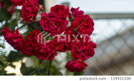 rose rose 139452106