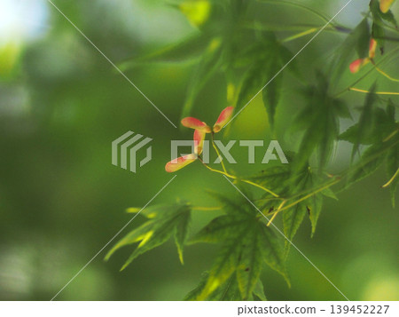大瀧神社的楓葉上結著紅色的種子（帶翅的果實） 139452227