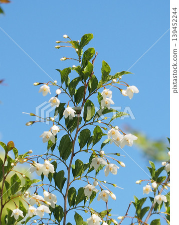 Styrax japonica blossoms and buds bathed in sunlight after the rain (with a blue sky and raindrops on the branches of a Lettuce tree) Styrax japonica blossoms and buds bathed in sunlight after the rain (with a blue sky and raindrops on the branches of a Lettuce tree) 139452244