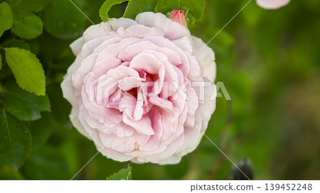rose 139452248