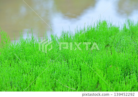 A cluster of horsetail plants at the foot of Toma Plateau, a scene of fresh greenery, Tokamachi City, Niigata Prefecture A cluster of horsetail plants at the foot of Toma Plateau, a scene of fresh greenery, Tokamachi City, Niigata Prefecture 139452292