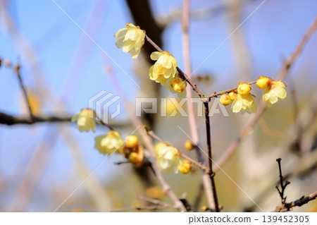 Fresh wintersweet flowers Fresh wintersweet flowers 139452305