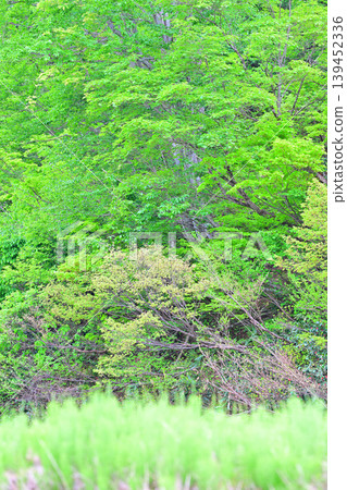 A lush green landscape of terraced rice fields at the foot of Toma Plateau, Tokamachi City, Niigata Prefecture A lush green landscape of terraced rice fields at the foot of Toma Plateau, Tokamachi City, Niigata Prefecture 139452336