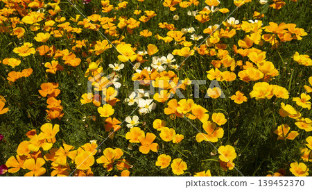 California poppy California poppy 139452370