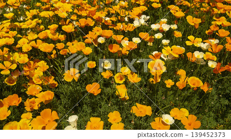California poppy California poppy 139452373