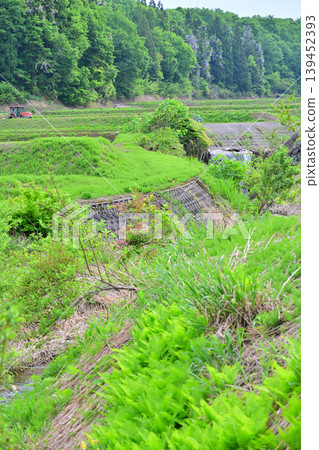 Terraced rice fields at the foot of Toma Plateau: A scene of rice planting in a valley surrounded by fresh greenery, Tokamachi City, Niigata Prefecture 139452393