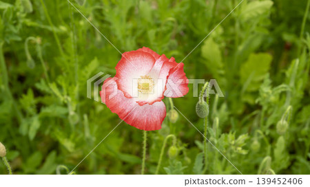 poppy poppy 139452406