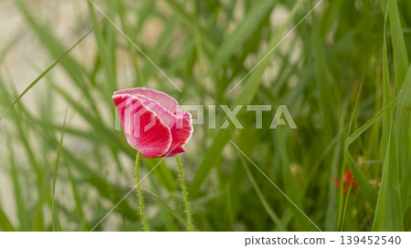 poppy poppy 139452540