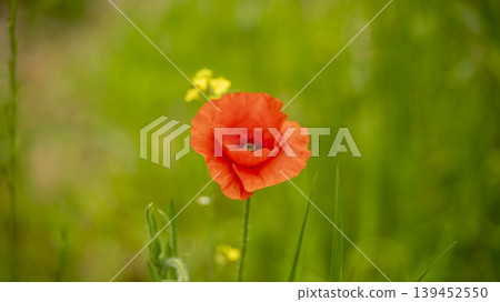 poppy poppy 139452550