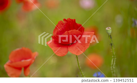 poppy poppy 139452551