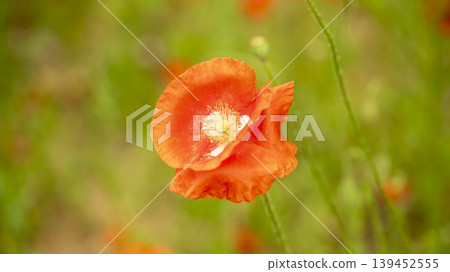 poppy poppy 139452555