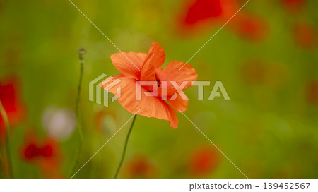 poppy poppy 139452567