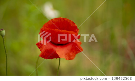 poppy poppy 139452568