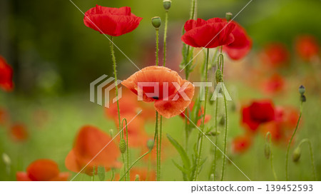 poppy poppy 139452593