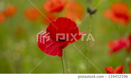 poppy poppy 139452596