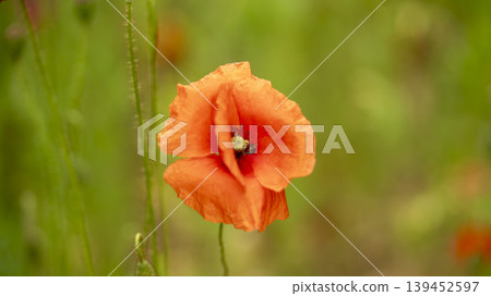 poppy poppy 139452597