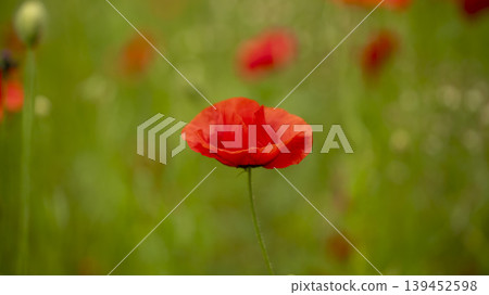 poppy poppy 139452598