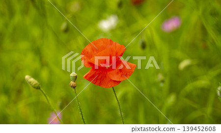 poppy poppy 139452608