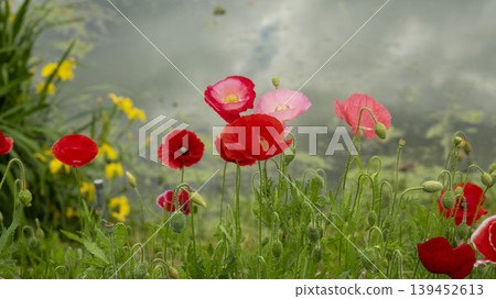 poppy poppy 139452613