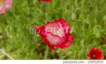 poppy poppy 139452633