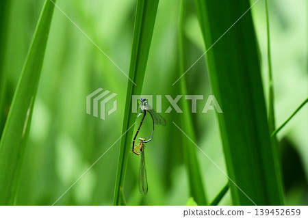 初夏的兩隻豆娘 139452659