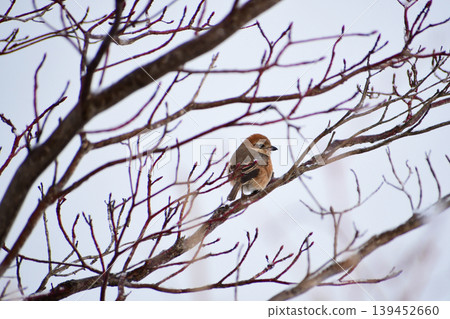 A female shrike on a bare winter branch 139452660
