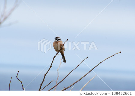 Early spring bunting 139452661