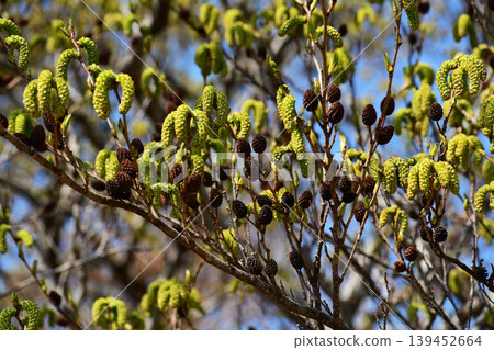 Large-leaved alder in the spring mountains Large-leaved alder in the spring mountains 139452664