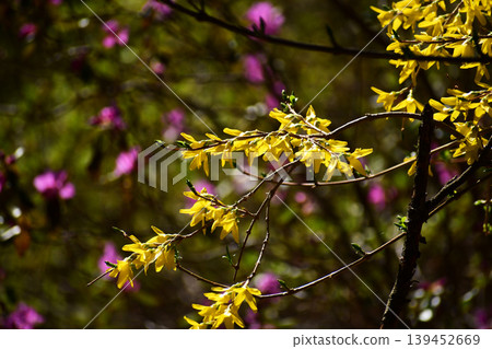 Morning forsythia Morning forsythia 139452669