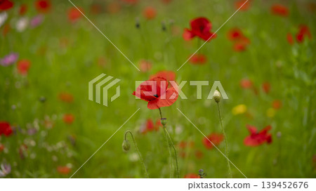 poppy poppy 139452676
