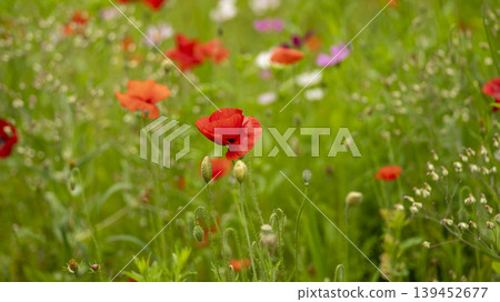 poppy 139452677