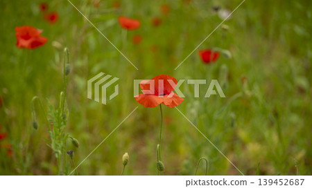 poppy 139452687
