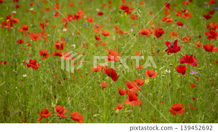 poppy poppy 139452692