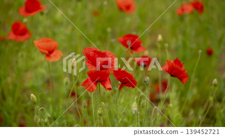 poppy poppy 139452721