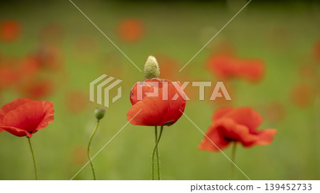 poppy 139452733