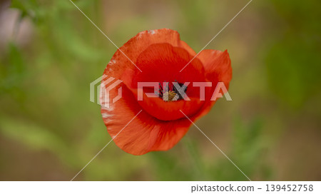 poppy poppy 139452758