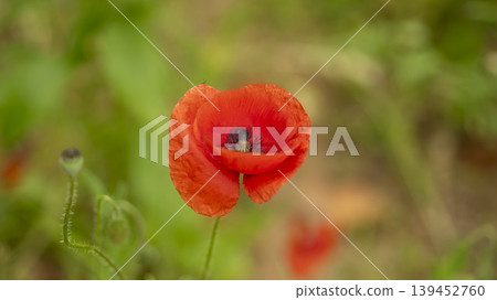 poppy poppy 139452760