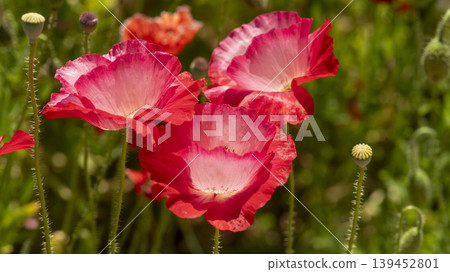 poppy poppy 139452801