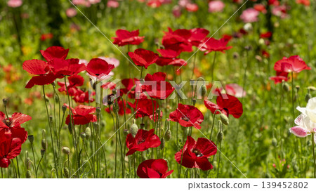 poppy poppy 139452802
