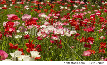 poppy 139452804