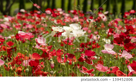 poppy poppy 139452806