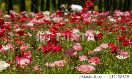 poppy poppy 139452809