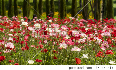 poppy poppy 139452813