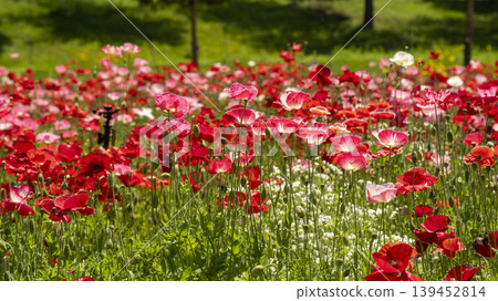 poppy poppy 139452814