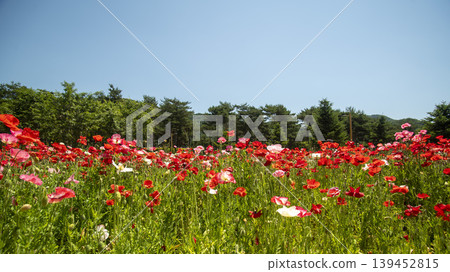 poppy poppy 139452815